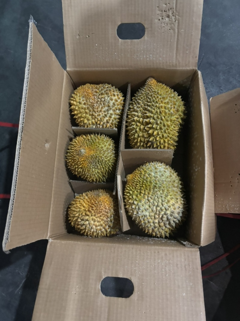 树熟金枕，精品榴莲液氮金枕，量大价格从优