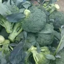 耐寒优秀西兰花二指把需要的联系