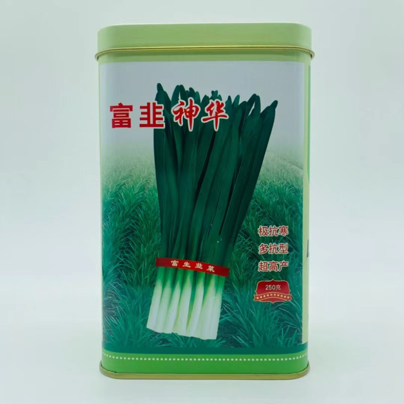 富韭23号韭菜种子不休眠品种，叶色浓绿品种种子