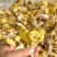 【包邮】鸡油菌干货无硫诚信经营品质保证量大从优欢迎下单