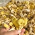 【包邮】鸡油菌干货无硫诚信经营品质保证量大从优欢迎下单