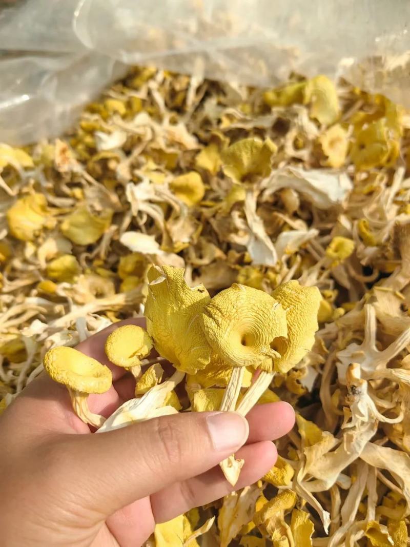 【包邮】鸡油菌干货无硫诚信经营品质保证量大从优欢迎下单