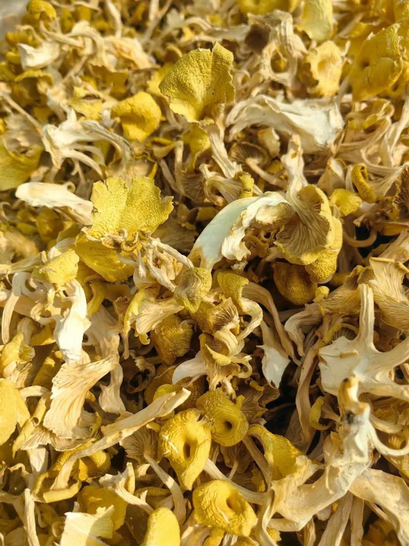 【包邮】鸡油菌干货无硫诚信经营品质保证量大从优欢迎下单