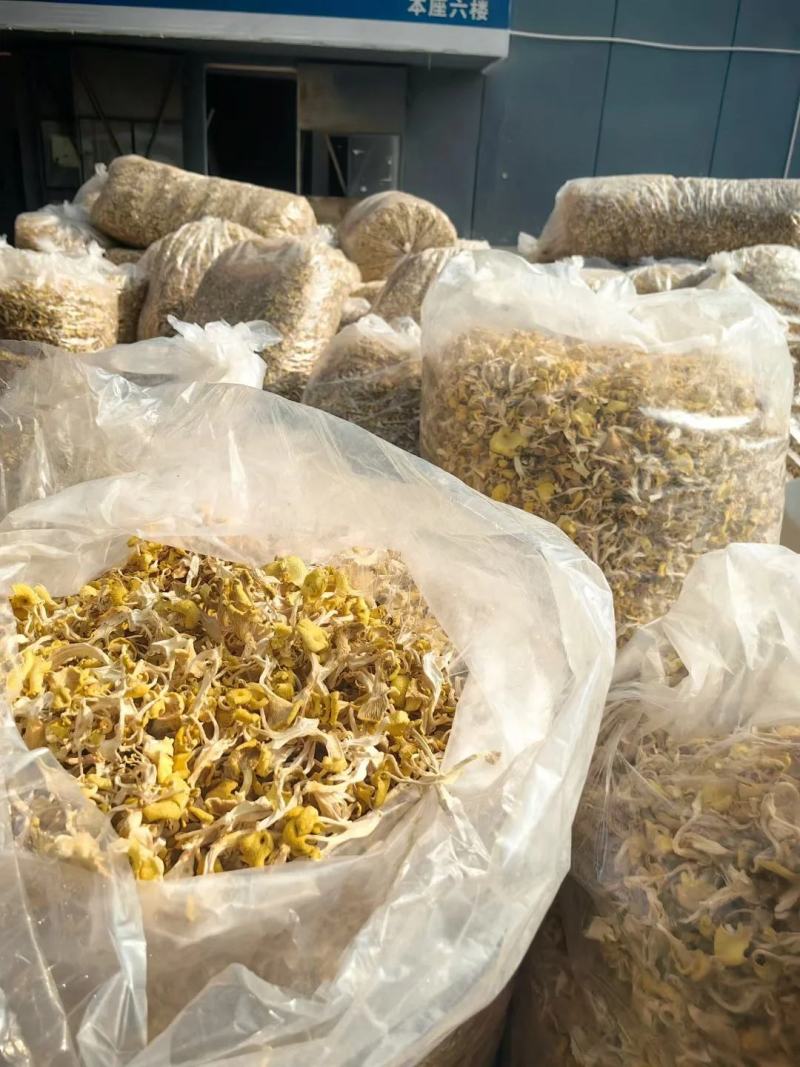 【包邮】鸡油菌干货无硫诚信经营品质保证量大从优欢迎下单