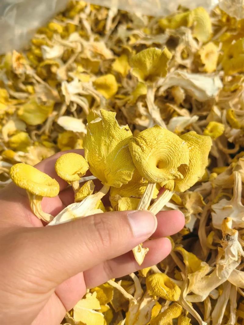 【包邮】鸡油菌干货无硫诚信经营品质保证量大从优欢迎下单