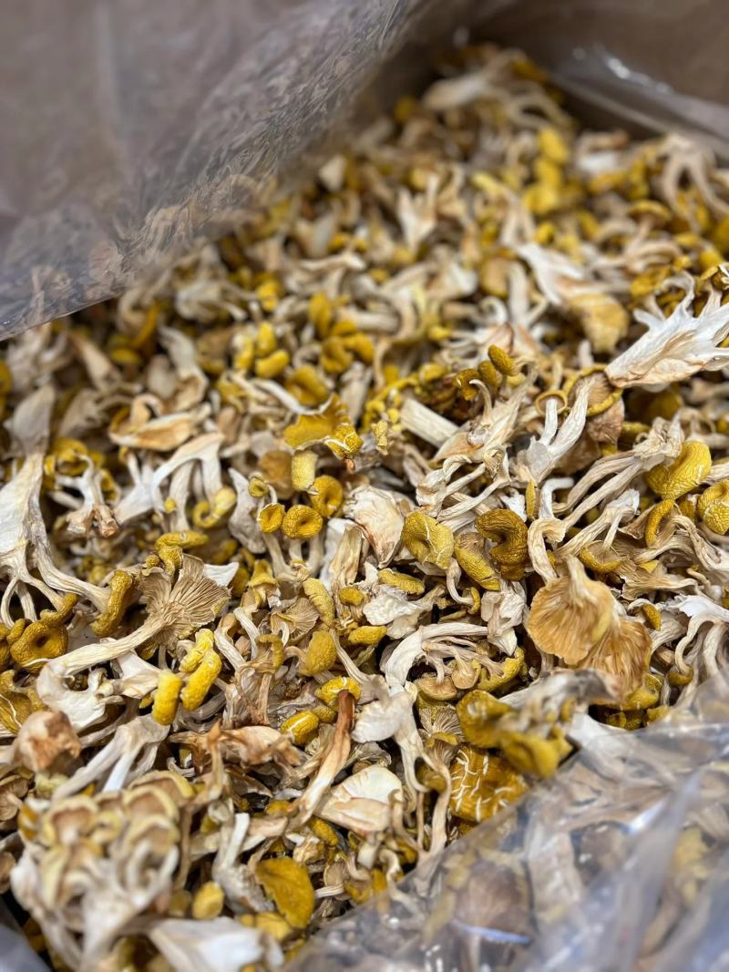 【包邮】鸡油菌干货无硫诚信经营品质保证量大从优欢迎下单