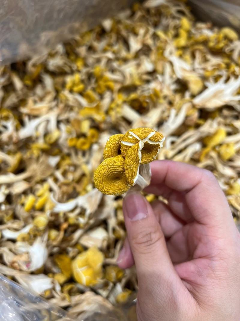 【包邮】鸡油菌干货无硫诚信经营品质保证量大从优欢迎下单
