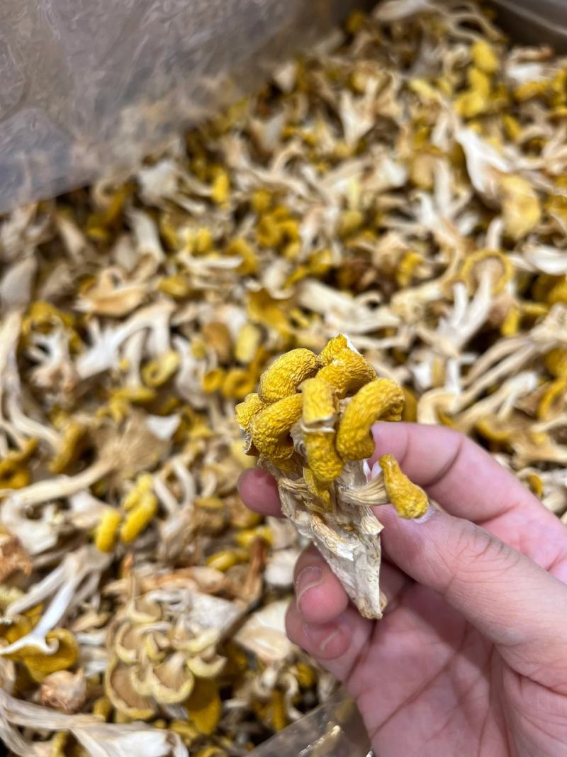 【包邮】鸡油菌干货无硫诚信经营品质保证量大从优欢迎下单