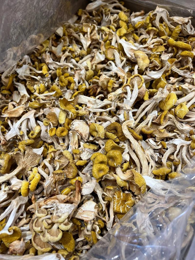 【包邮】鸡油菌干货无硫诚信经营品质保证量大从优欢迎下单