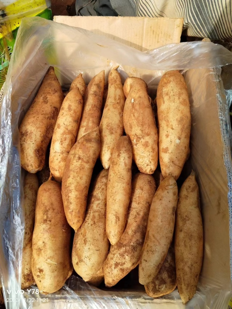 【精品】云南天山雪莲果产地直发，一手货源，可视频看货