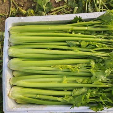 河南商丘夏邑精品西芹大量上市需要联系