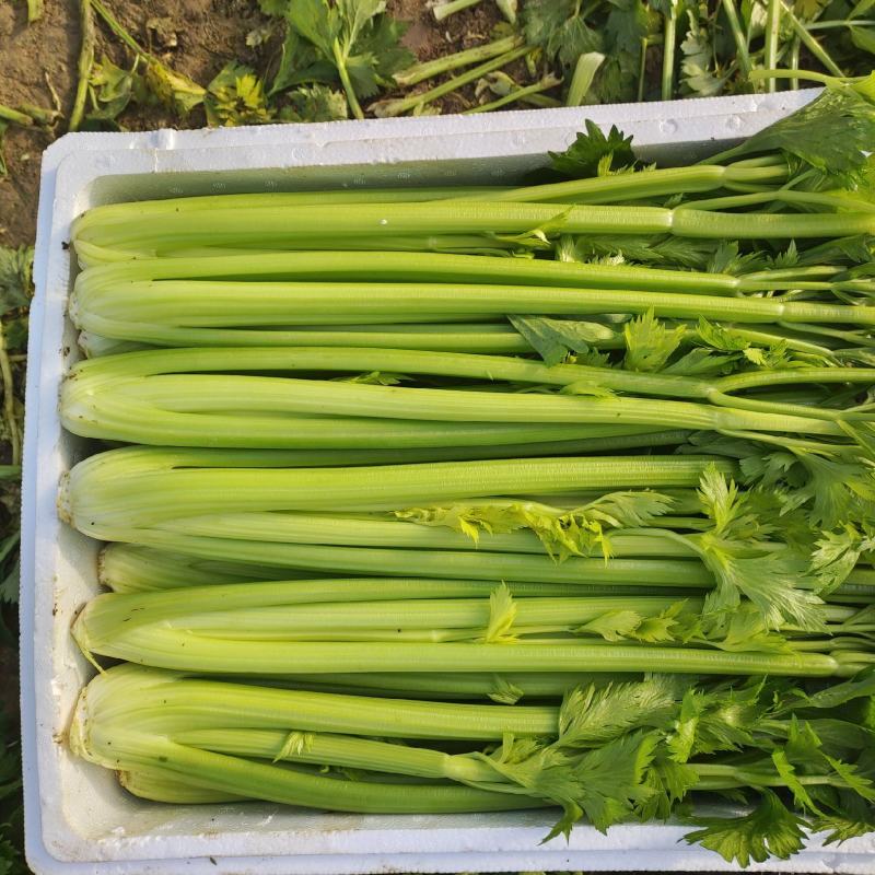 河南商丘夏邑精品西芹大量上市需要联系