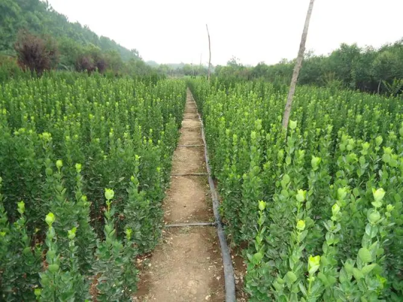 北海道黄杨2米以上大量上市全国可发货量大从优