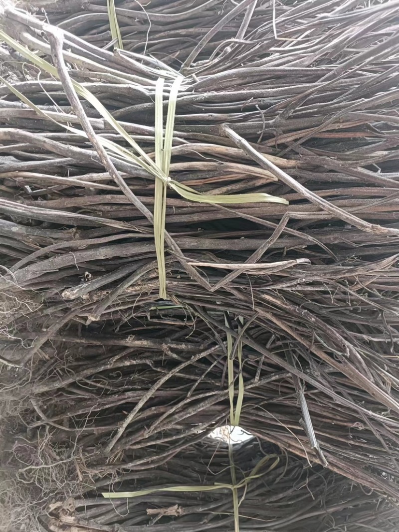 福建香排草自然晒干原色原味新货产地直发品质保证量大优惠