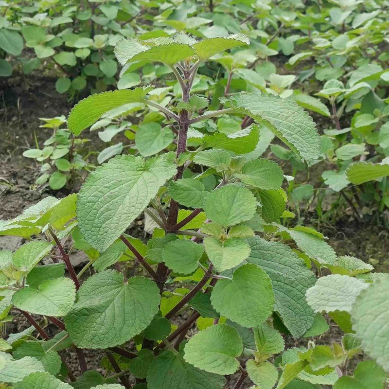 福建香排草自然晒干原色原味新货产地直发品质保证量大优惠