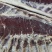 【腊肉】