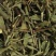 农吉利响铃草马铃草野花生
