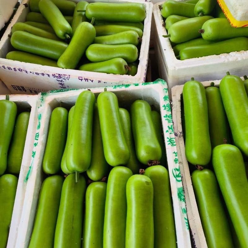 蒲瓜广东徐闻县精品蒲瓜一手货源产地直发欢迎电联
