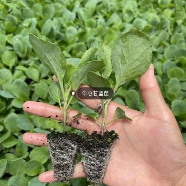 法国皇后芹菜苗大量现货批发，量大优惠支持全国发货