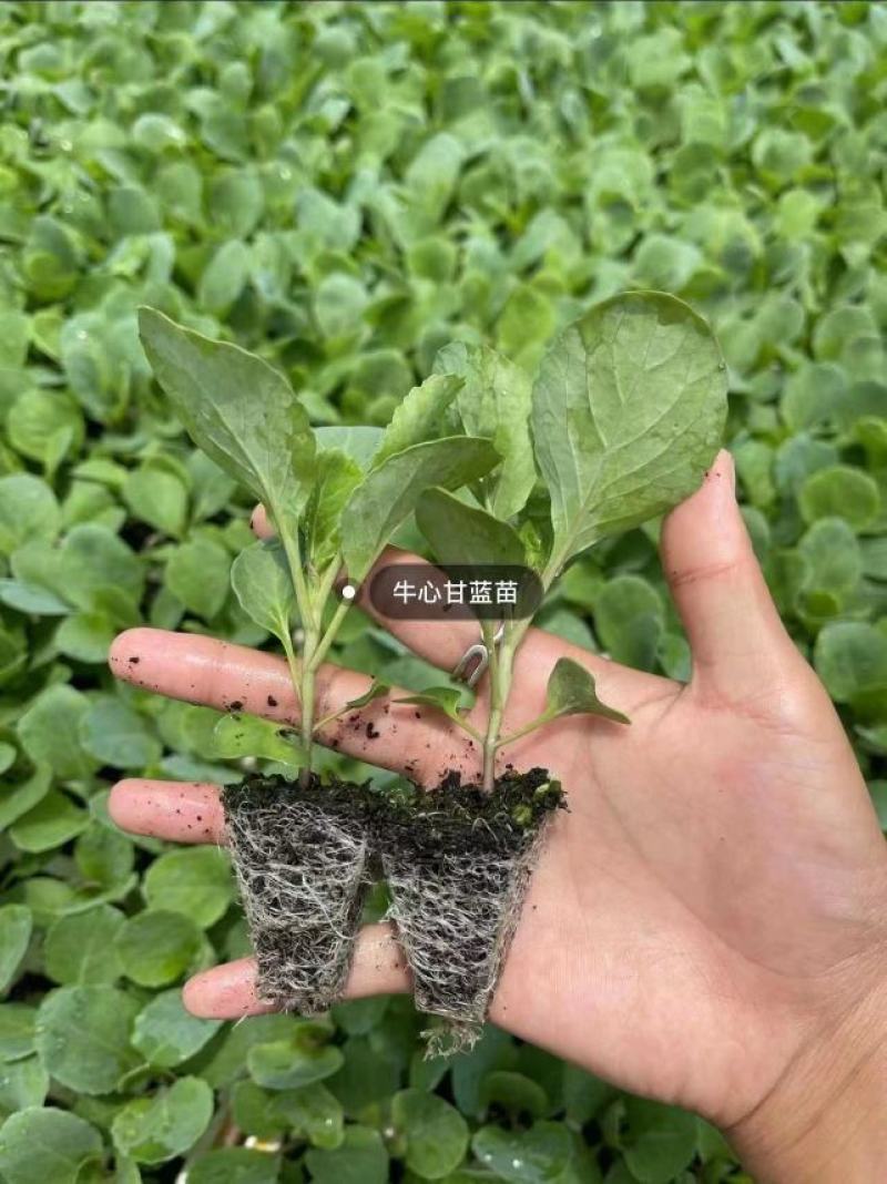 法国皇后芹菜苗大量现货批发，量大优惠支持全国发货