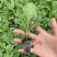 法国皇后芹菜苗大量现货批发，量大优惠支持全国发货