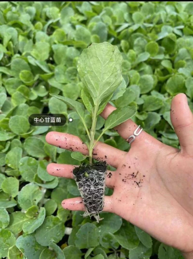 法国皇后芹菜苗大量现货批发，量大优惠支持全国发货