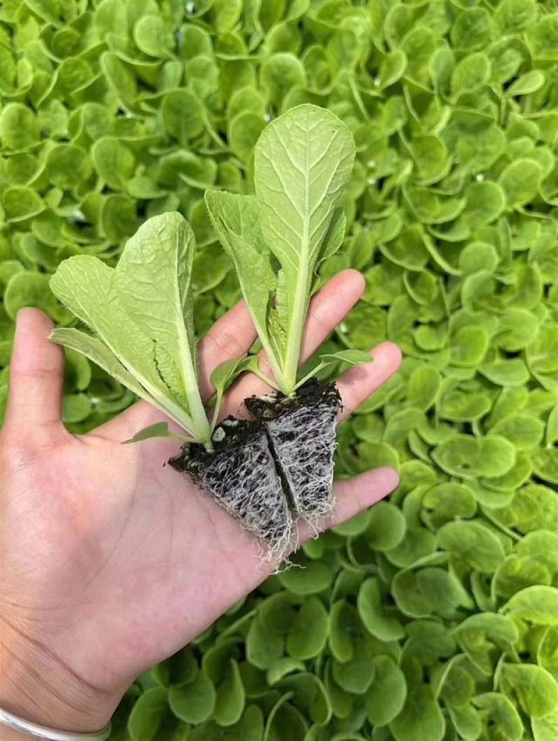 法国皇后芹菜苗大量现货批发，量大优惠支持全国发货