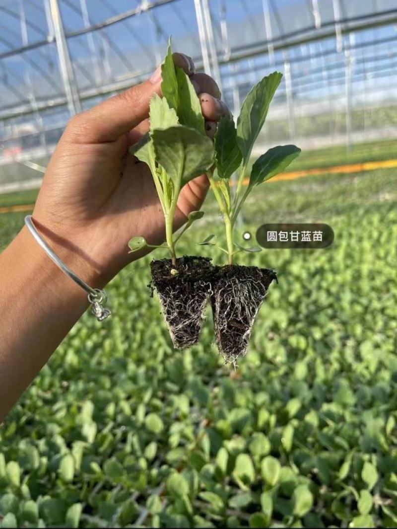 法国皇后芹菜苗大量现货批发，量大优惠支持全国发货