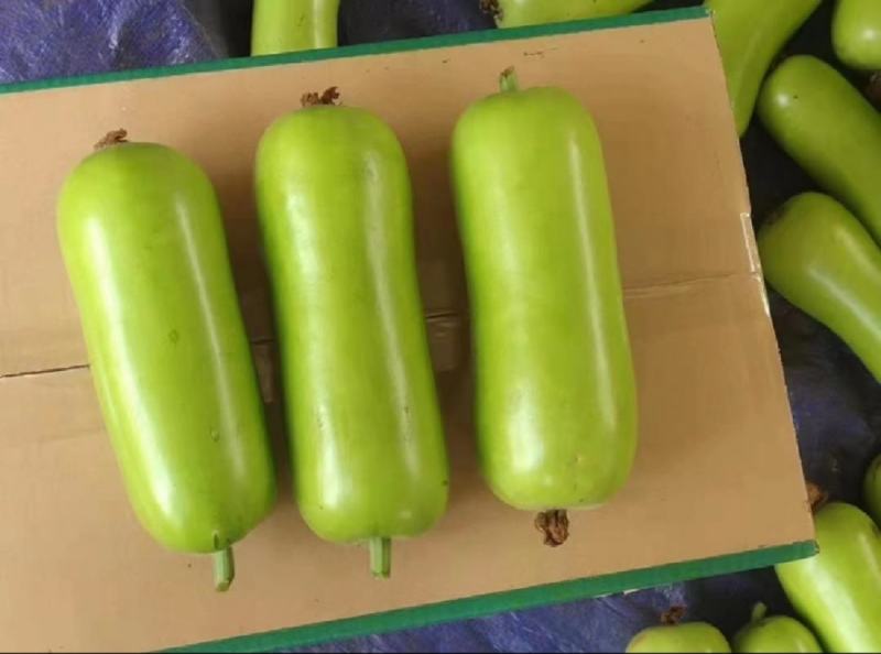 蒲瓜广东徐闻县精品蒲瓜一手货源产地直发欢迎电联