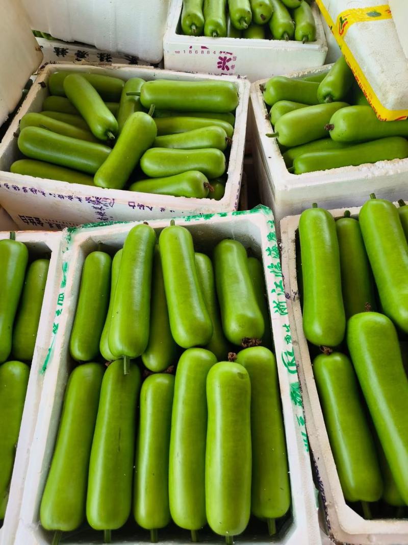 蒲瓜广东徐闻县精品蒲瓜一手货源产地直发欢迎电联
