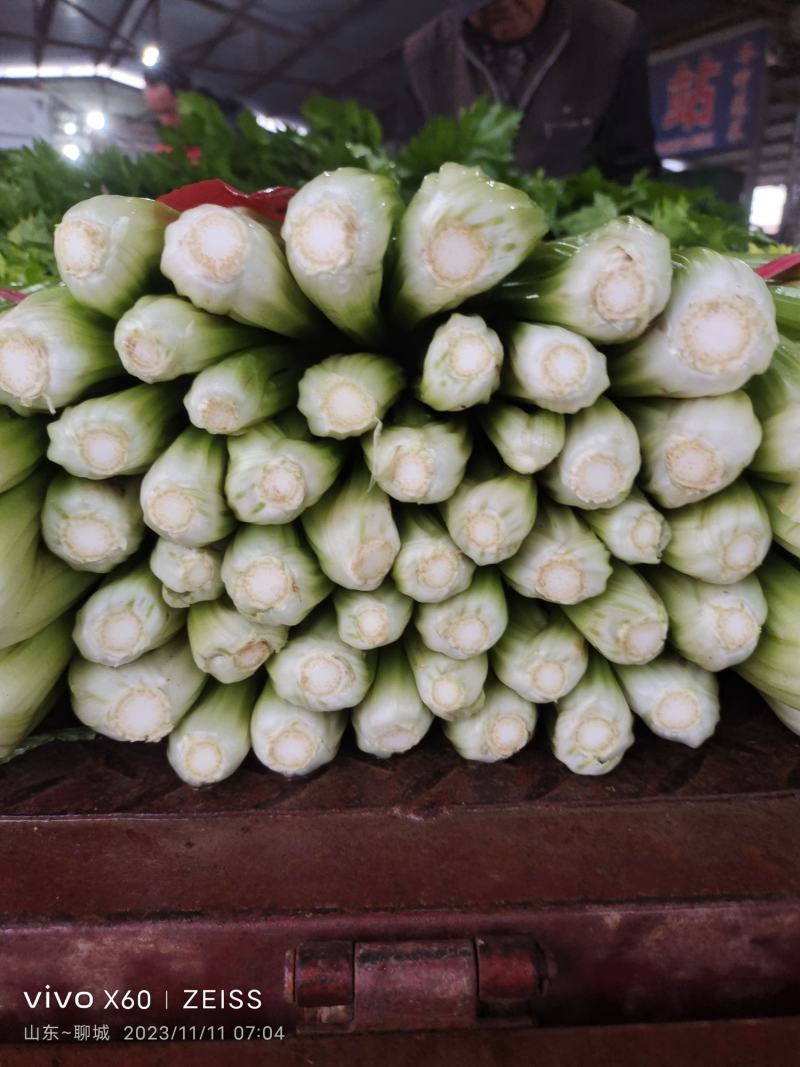 玻璃翠西芹~玻璃翠芹菜，精品大棚西芹~大量上市