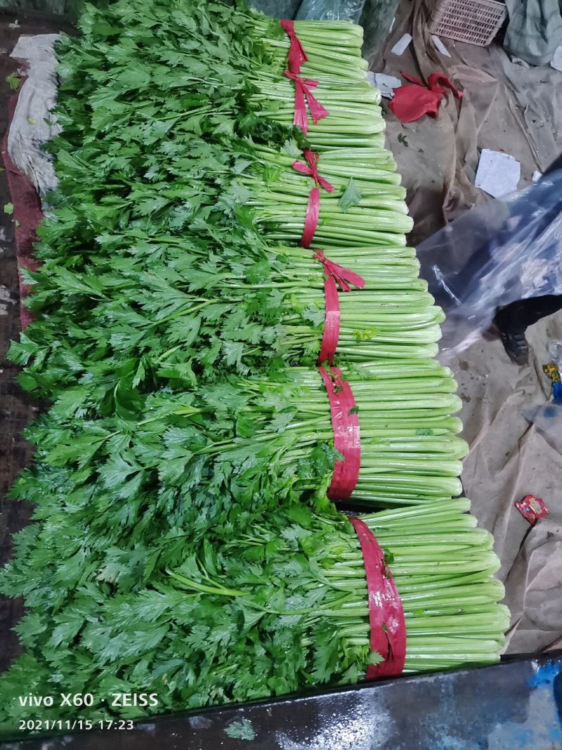 玻璃翠西芹~玻璃翠芹菜，精品大棚西芹~大量上市