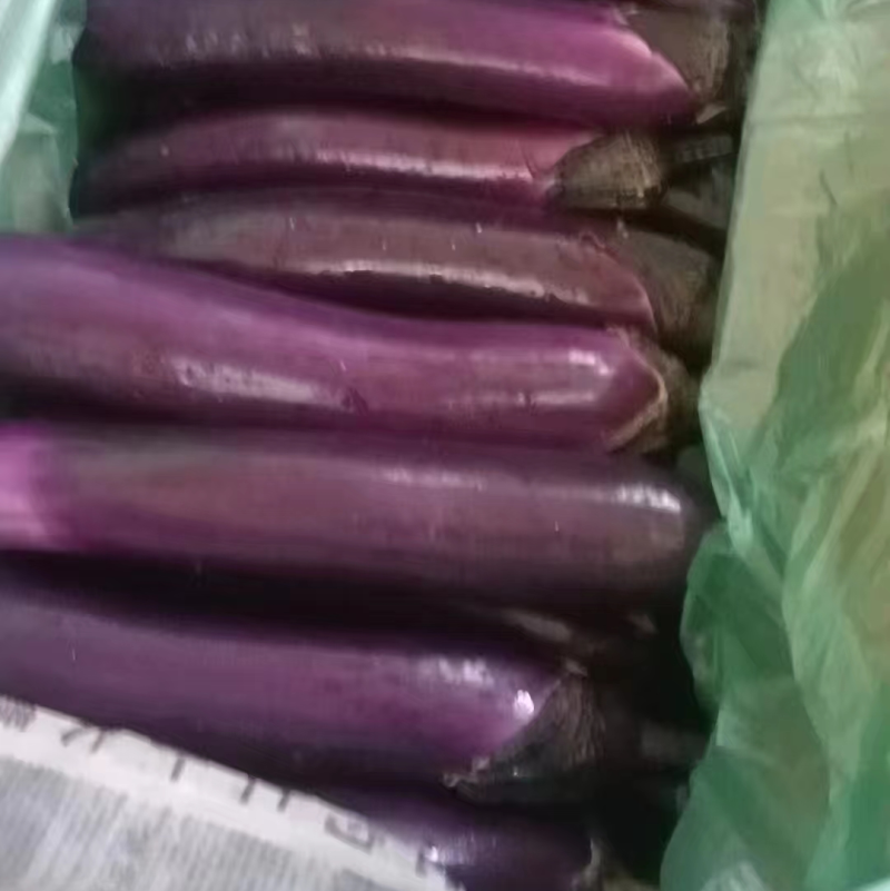 精品红茄开始大量上市了需要的老板欢迎来电洽谈