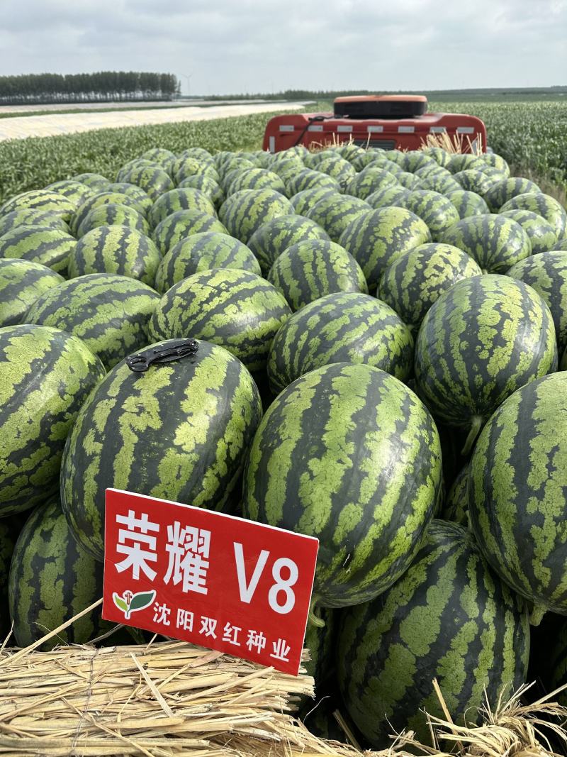 大果型甜王品种荣耀V8甜王西瓜种子抗病高产