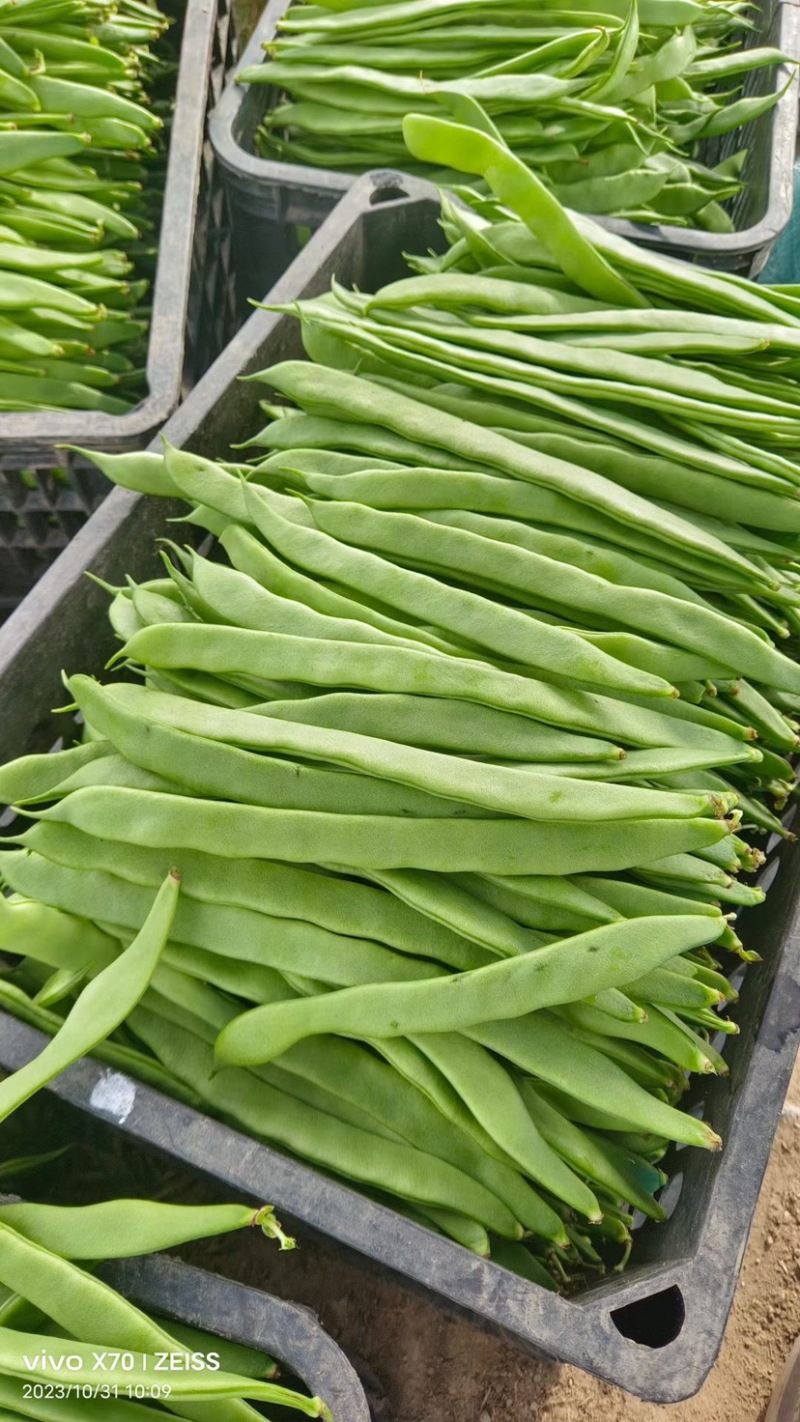 原产地精品扁豆无筋豆大量上市有需要的老板欢迎来电