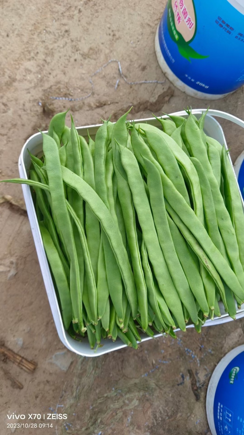 原产地精品扁豆无筋豆大量上市有需要的老板欢迎来电