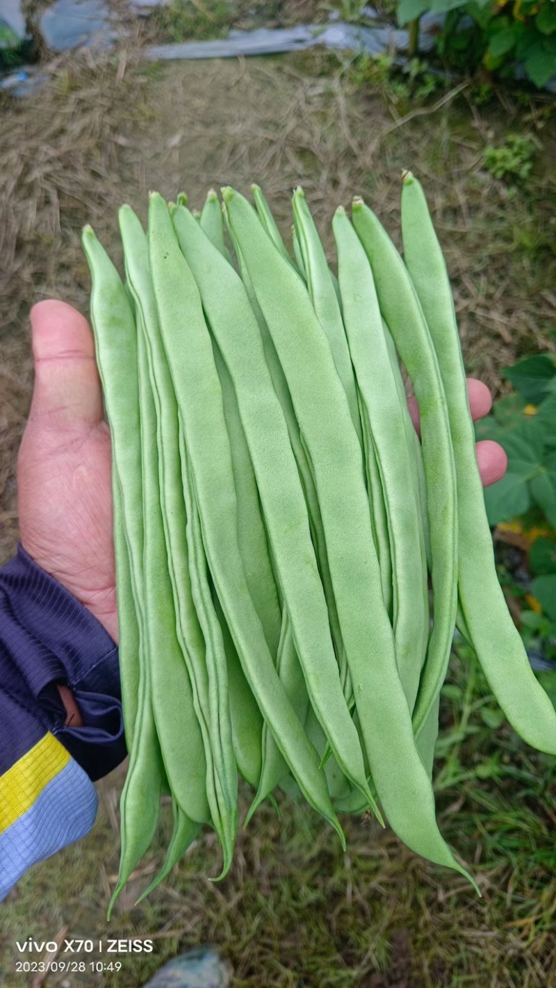 原产地精品扁豆无筋豆大量上市有需要的老板欢迎来电