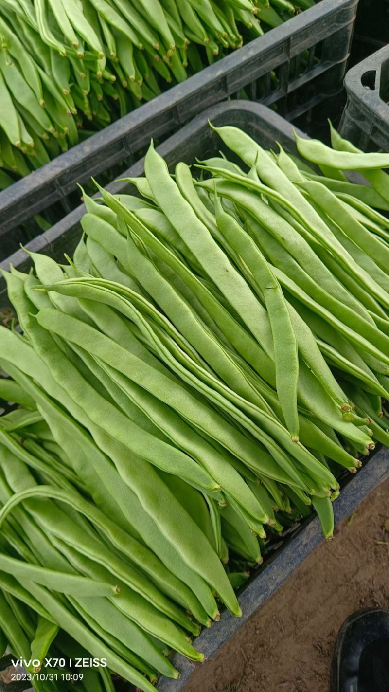 原产地精品扁豆无筋豆大量上市有需要的老板欢迎来电