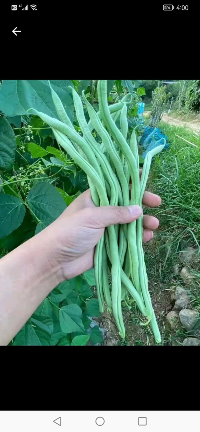 原产地精品扁豆无筋豆大量上市有需要的老板欢迎来电