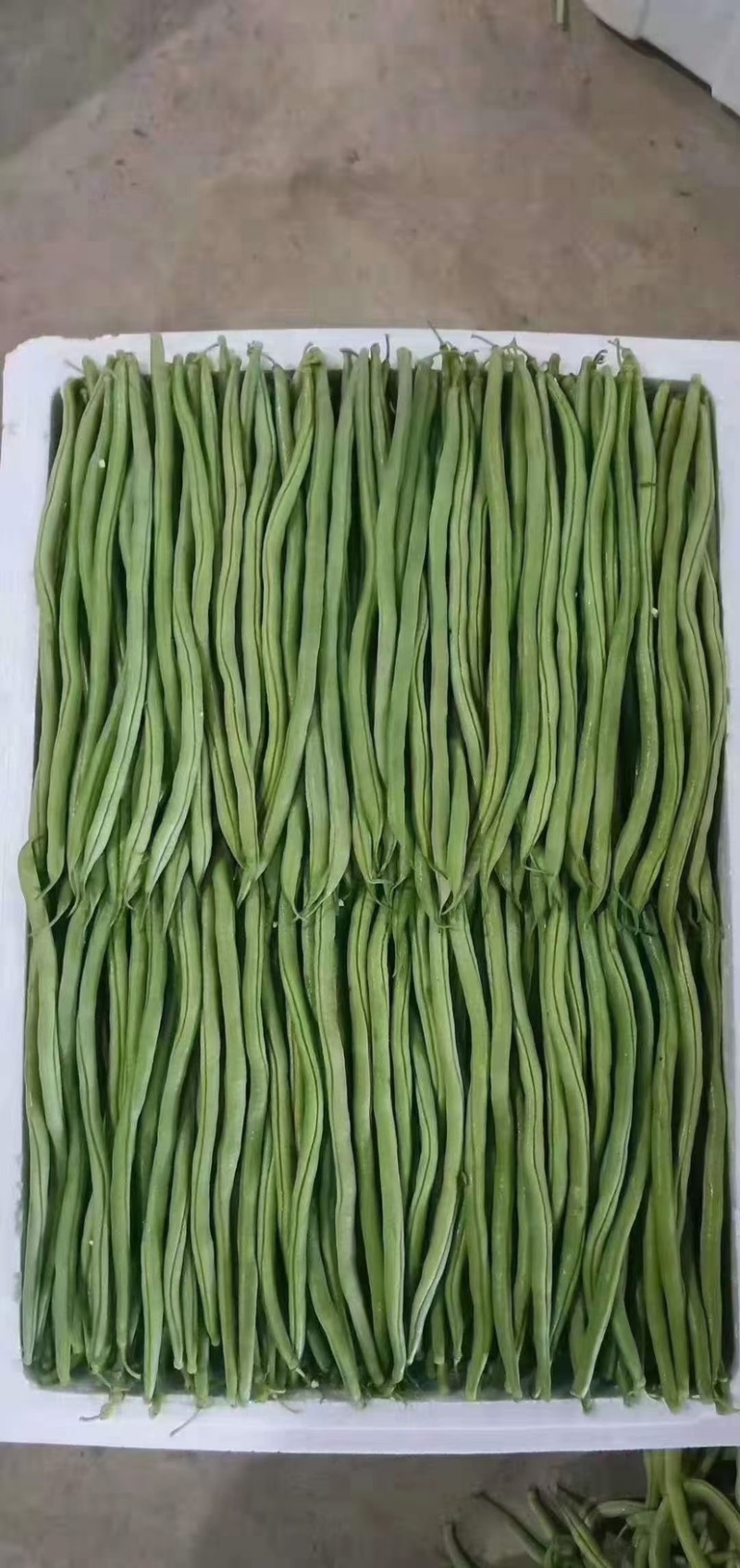 原产地精品扁豆无筋豆大量上市有需要的老板欢迎来电