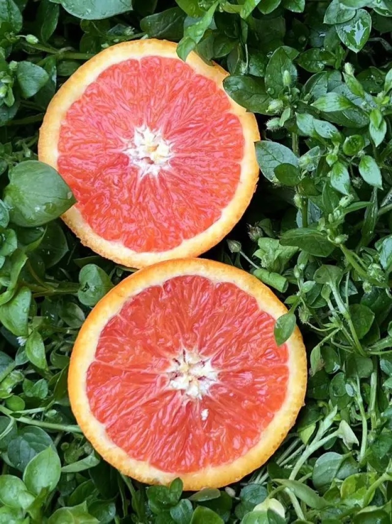 【牛】重庆中华红橙🍊，红肉橙甜蜜多汁，产地直供对接各大商超~