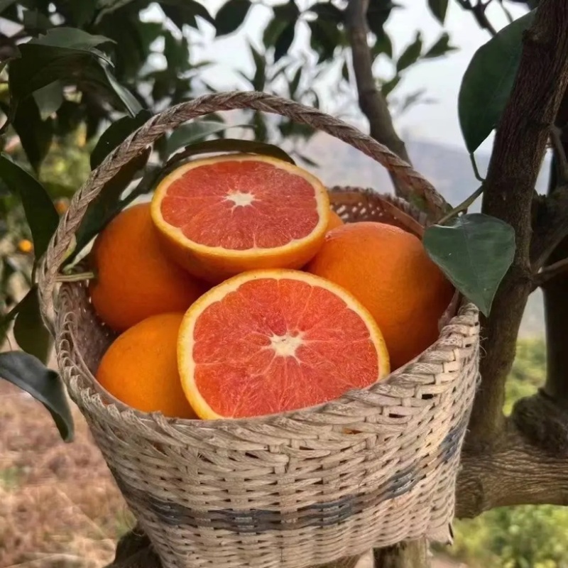 【牛】重庆中华红橙🍊，红肉橙甜蜜多汁，产地直供对接各大商超~