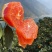 【牛】重庆中华红橙🍊，红肉橙甜蜜多汁，产地直供对接各大商超~