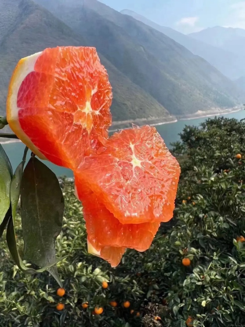 【牛】重庆中华红橙🍊，红肉橙甜蜜多汁，产地直供对接各大商超~