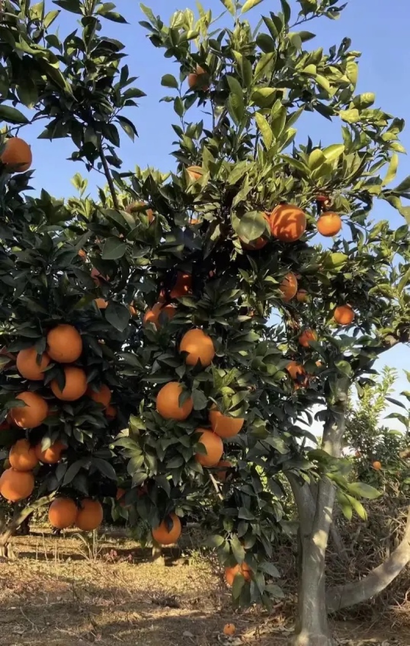 【精品】重庆纽荷尔脐橙🍊，品质上乘，纯甜无渣，欢迎来电咨询~