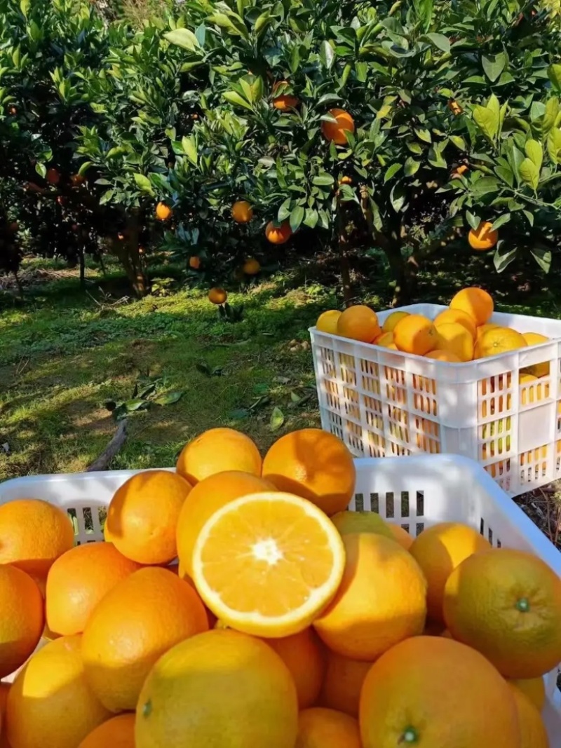 【精品】重庆纽荷尔脐橙🍊，品质上乘，纯甜无渣，欢迎来电咨询~