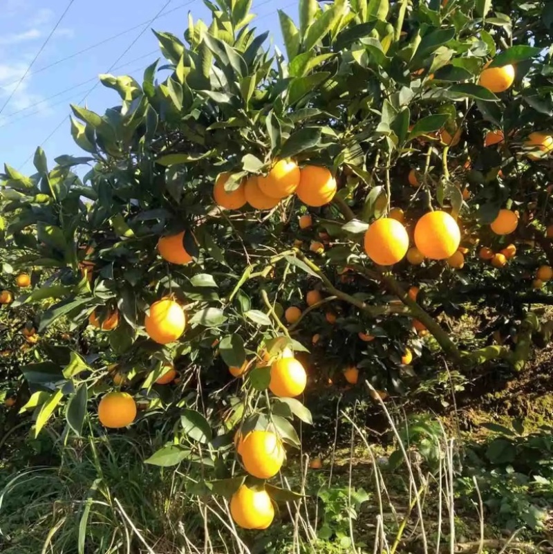 【精品】重庆纽荷尔脐橙🍊，品质上乘，纯甜无渣，欢迎来电咨询~