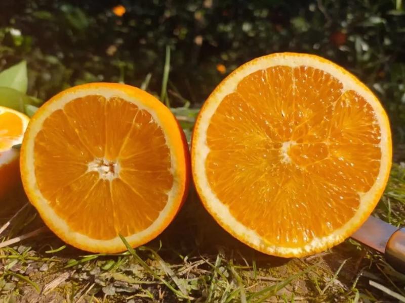 【精品】重庆纽荷尔脐橙🍊，品质上乘，纯甜无渣，欢迎来电咨询~