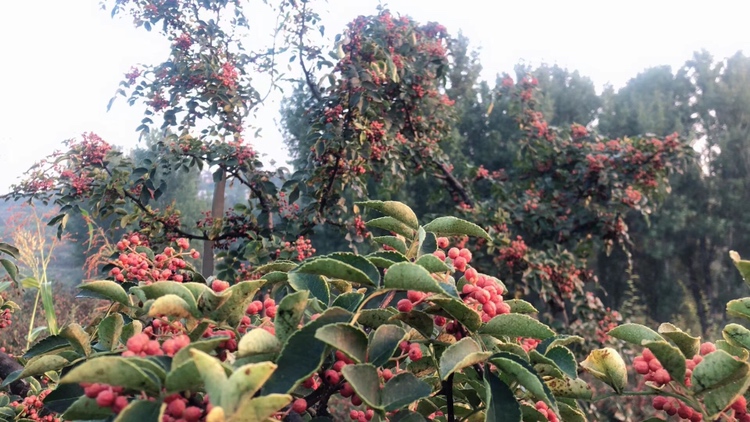 一株成熟的花椒树,枝条上挂满红色至暗红色的成熟花椒果实,果皮开裂露出黑色种子,背景为乡村田园环境,阳光充足,展示花椒作为农产品的自然生长状态 花椒植株特写