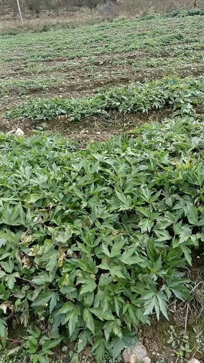 甜当归苗-承接全国各地客商到基地参观看货购货